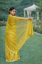 Handwoven Cotton Saree Collection | Elegant Festive & Daily Wear